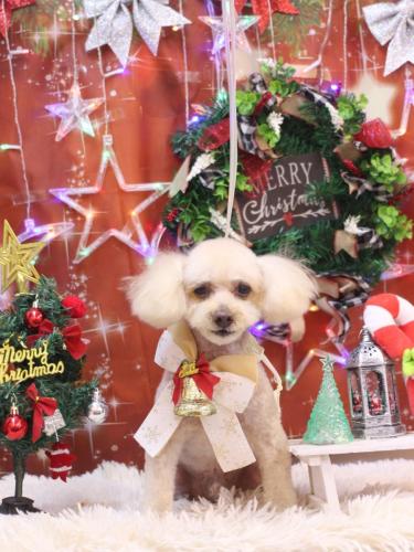 20231229もものすけくん